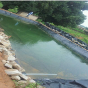 Building a Successful Catfish Farming Business