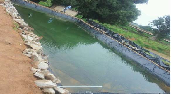 Building a Successful Catfish Farming Business