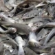 Fish Health and Disease Control Part 4