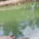 Effective Management as a Tool for Profitable Catfish Farming