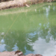 Effective Management as a Tool for Profitable Catfish Farming
