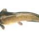 Fish Health and Disease Control Part 1