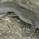Fish Health and Disease Control Part 3