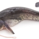 Fish Health and Disease Control Part 5