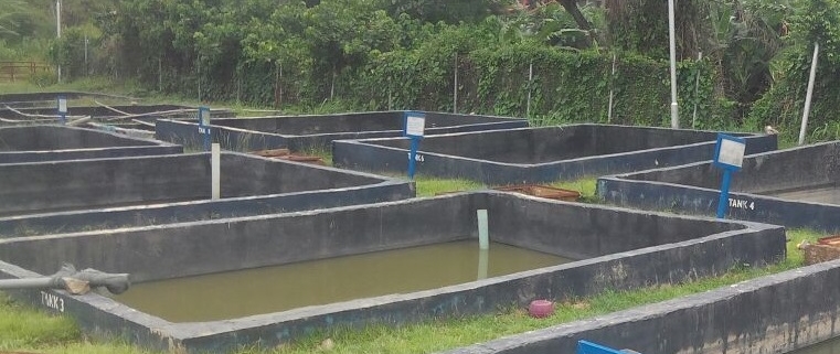 Homestead Fish Pond: An Extra Source of Income