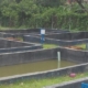 Homestead Fish Pond: An Extra Source of Income