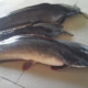 Medicated Feed Formulation for Catfish Infected With Diseases Caused By Bacteria