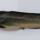 Fish Health and Disease Control Part 2